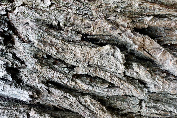 Tree Bark Moss — Stock Photo, Image