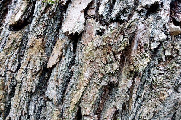 tree bark with moss