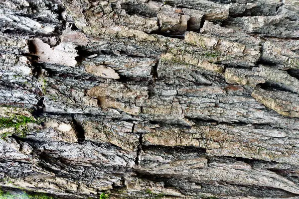 이끼가 나무껍질 — 스톡 사진