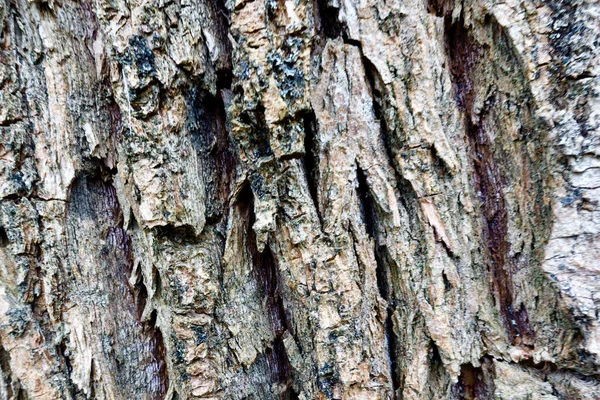 樹皮の質感 閉鎖だ — ストック写真