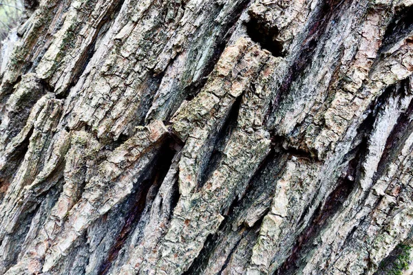 Struttura Della Corteccia Dell Albero Primo Piano — Foto Stock