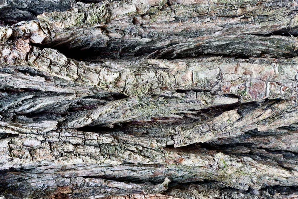 Struttura Della Corteccia Dell Albero Primo Piano — Foto Stock