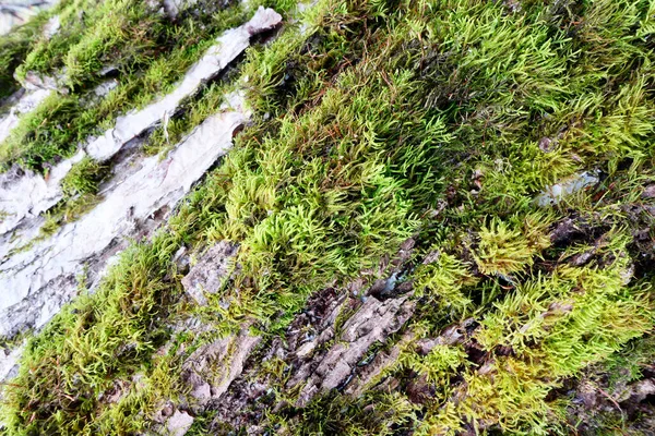 Trädets Barkstruktur Närbild — Stockfoto