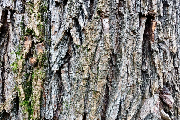 Struttura Della Corteccia Dell Albero Primo Piano — Foto Stock