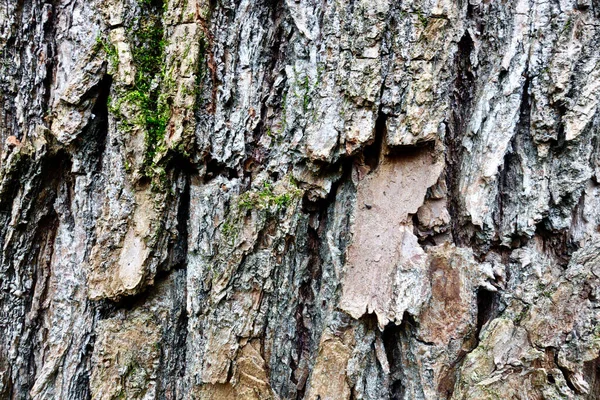 Textura Kůry Stromu Detailní — Stock fotografie