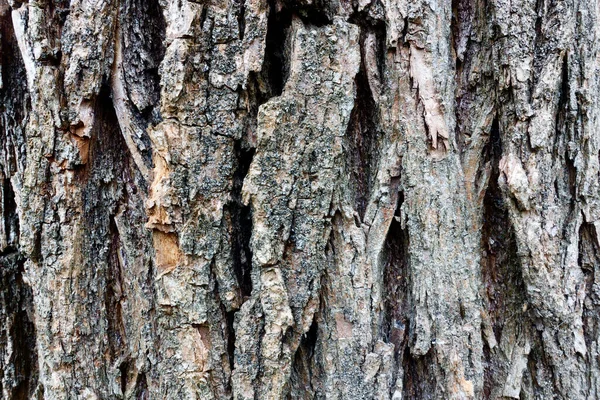 Textura Corteza Árbol Primer Plano — Foto de Stock