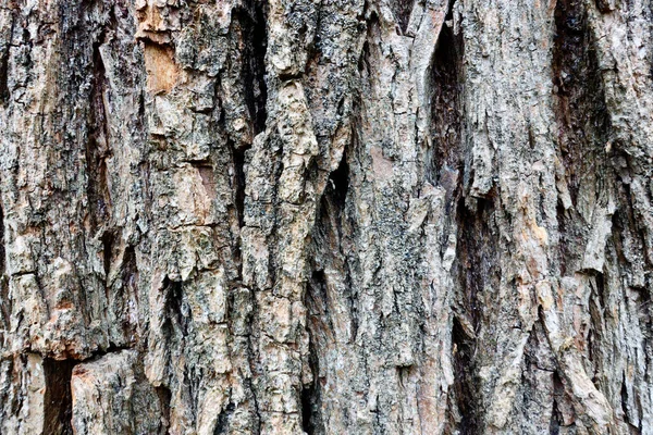 Textura Kůry Stromu Detailní — Stock fotografie