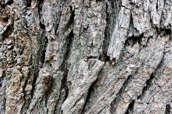 Struttura Della Corteccia Dell Albero Primo Piano — Foto Stock