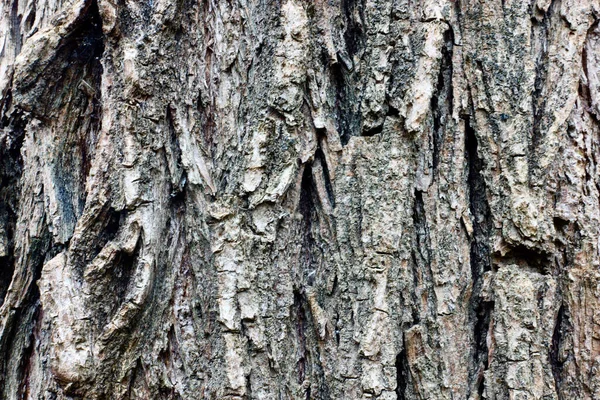 Tekstura Kory Drzewa Zbliżenie — Zdjęcie stockowe