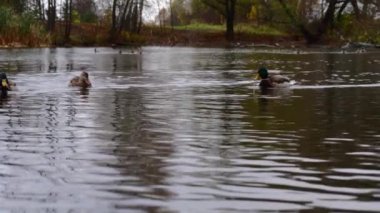Göldeki vahşi ördekler. Yavaş çekim videosu.
