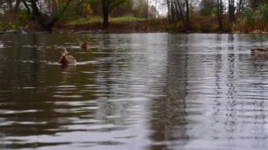 Göldeki vahşi ördekler. Yavaş çekim videosu.