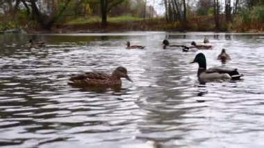 Göldeki vahşi ördekler. Yavaş çekim videosu.