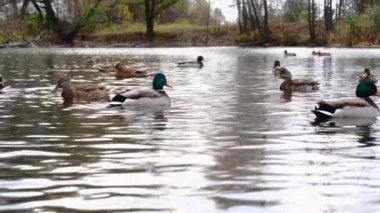 Göldeki vahşi ördekler. Yavaş çekim videosu.