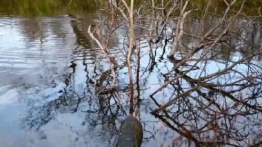 Göldeki vahşi ördekler. Yavaş çekim videosu.