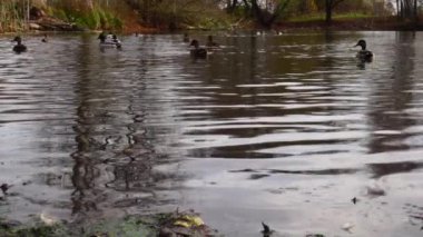Göldeki vahşi ördekler. Yavaş çekim videosu.