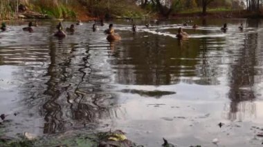 Göldeki vahşi ördekler. Yavaş çekim videosu.