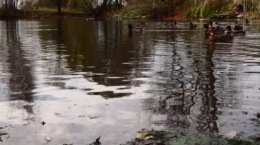 Göldeki vahşi ördekler. Yavaş çekim videosu.