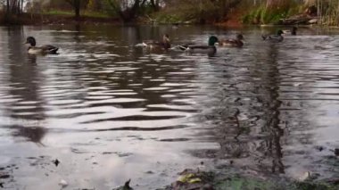Göldeki vahşi ördekler. Yavaş çekim videosu.