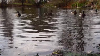 Göldeki vahşi ördekler. Yavaş çekim videosu.