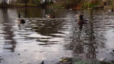 Göldeki vahşi ördekler. Yavaş çekim videosu.