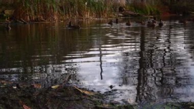 Göldeki vahşi ördekler. Yavaş çekim videosu.