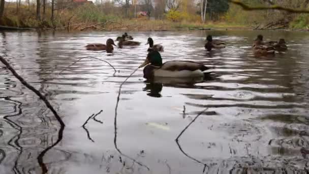 Wildenten Auf Dem See Zeitlupenvideo — Stockvideo