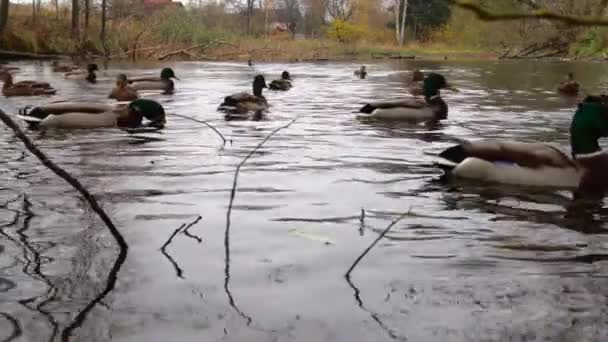 Patos Salvajes Lago Cámara Lenta Vídeo — Vídeos de Stock