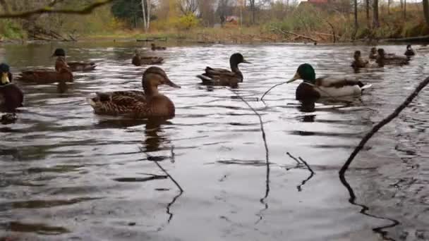 Wild Ducks Lake Slow Motion Video — стоковое видео