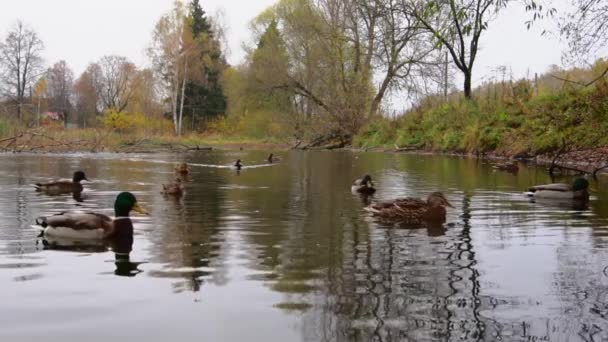 Άγρια Πάπιες Στη Λίμνη Αργή Κίνηση Βίντεο — Αρχείο Βίντεο