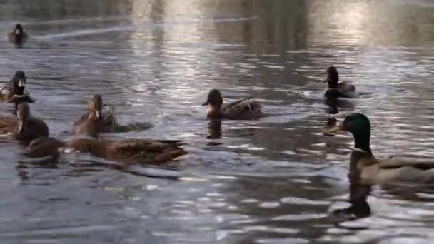 Patos Salvajes Lago Cámara Lenta Vídeo — Vídeos de Stock