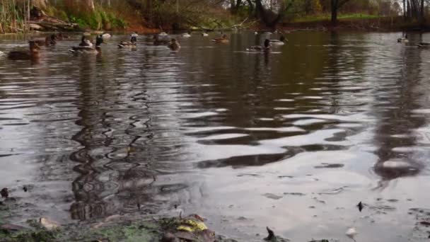 Patos Salvajes Lago Cámara Lenta Vídeo — Vídeos de Stock