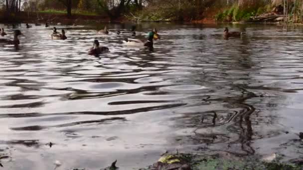 Patos Salvajes Lago Cámara Lenta Vídeo — Vídeos de Stock