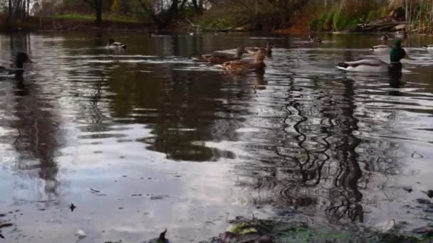 Wild Ducks Lake Slow Motion Video — Stock Video