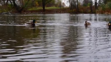 Göldeki vahşi ördekler. Yavaş çekim videosu.
