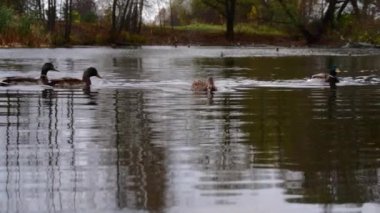 Göldeki vahşi ördekler. Yavaş çekim videosu.