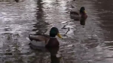 Göldeki vahşi ördekler. Yavaş çekim videosu.
