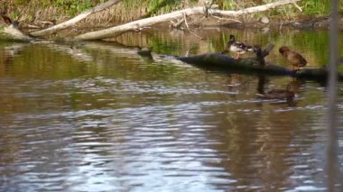 Göldeki vahşi ördekler. Yavaş çekim videosu.