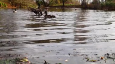 Göldeki vahşi ördekler. Yavaş çekim videosu.