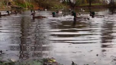 Göldeki vahşi ördekler. Yavaş çekim videosu.