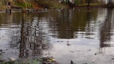 Göldeki vahşi ördekler. Yavaş çekim videosu.
