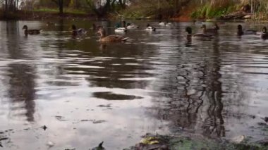 Göldeki vahşi ördekler. Yavaş çekim videosu.