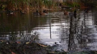 Göldeki vahşi ördekler. Yavaş çekim videosu.