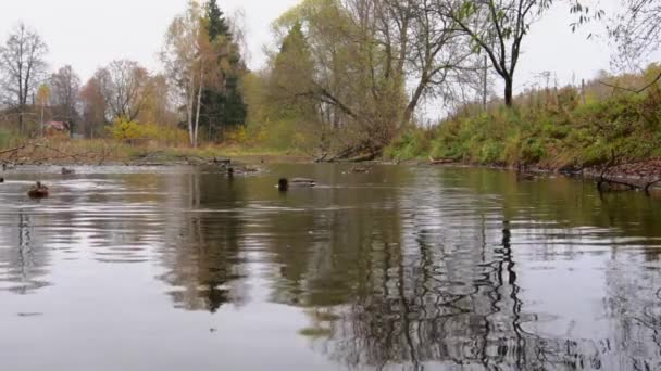 Wild Ducks Lake Slow Motion Video — стоковое видео