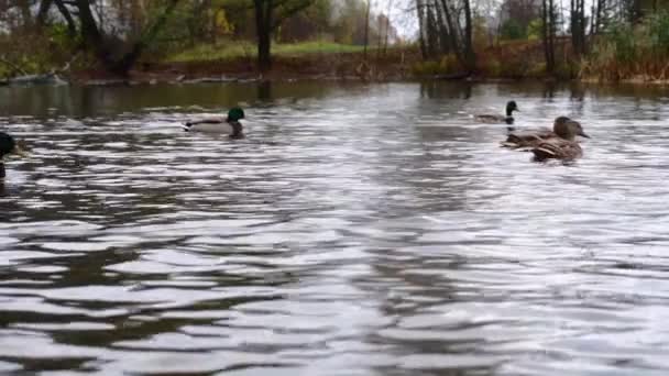 Wild Ducks Lake Slow Motion Video — стоковое видео