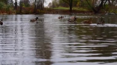 Göldeki vahşi ördekler. Yavaş çekim videosu.