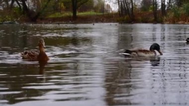 Göldeki vahşi ördekler. Yavaş çekim videosu.