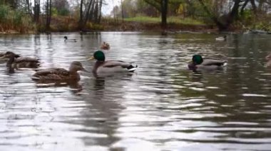 Göldeki vahşi ördekler. Yavaş çekim videosu.