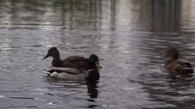 Göldeki vahşi ördekler. Yavaş çekim videosu.