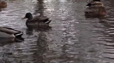 Göldeki vahşi ördekler. Yavaş çekim videosu.