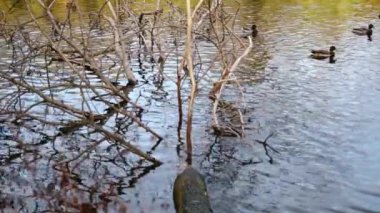 Göldeki vahşi ördekler. Yavaş çekim videosu.